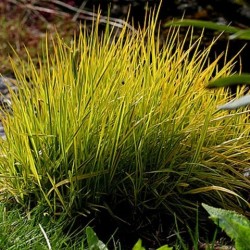 Alopecurus pratensis ‘Aureovariegatus’ - Réti ecsetpázsit
