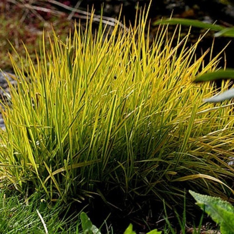 Alopecurus pratensis ‘Aureovariegatus’ - Réti ecsetpázsit