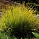 Alopecurus pratensis ‘Aureovariegatus’ - Réti ecsetpázsit