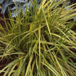 Alopecurus pratensis ‘Aureovariegatus’ - Réti ecsetpázsit