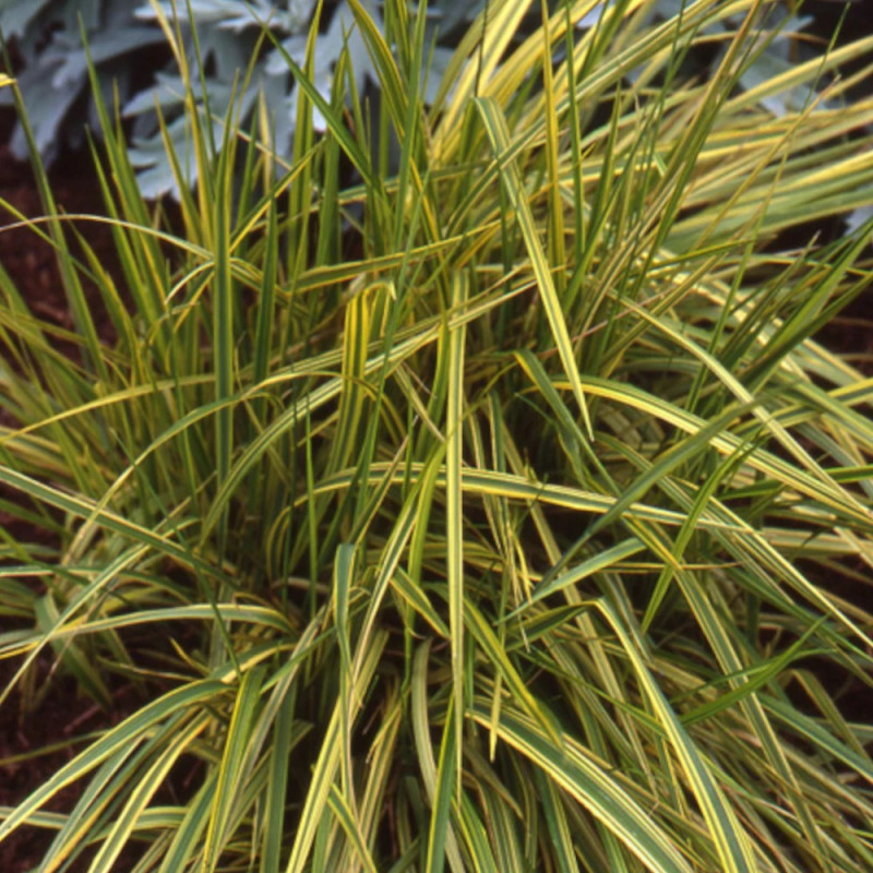 Alopecurus pratensis ‘Aureovariegatus’ - Réti ecsetpázsit