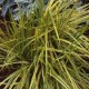 Alopecurus pratensis ‘Aureovariegatus’ - Réti ecsetpázsit