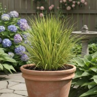 Alopecurus pratensis ‘Aureovariegatus’ - Réti ecsetpázsit