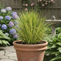Alopecurus pratensis ‘Aureovariegatus’ - Réti ecsetpázsit