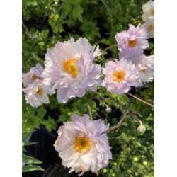 Anemone × hybrida 'Frilly Knickers'  - Szellőrózsa