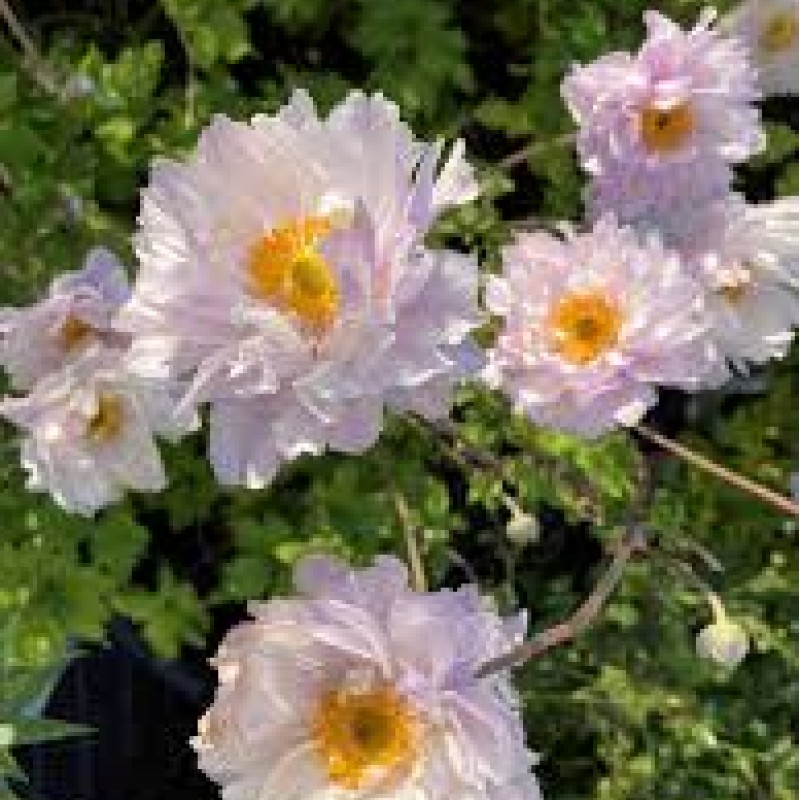 Anemone × hybrida 'Frilly Knickers'  - Szellőrózsa