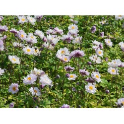 Anemone × hybrida 'Frilly Knickers'  - Szellőrózsa