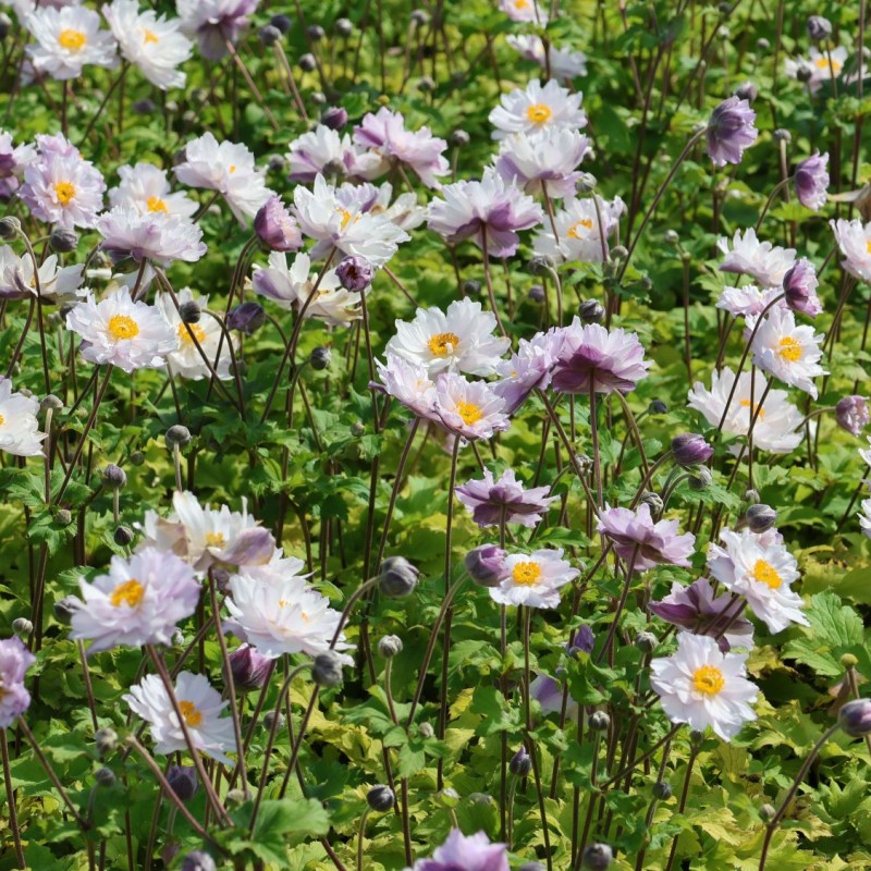 Anemone × hybrida 'Frilly Knickers'  - Szellőrózsa
