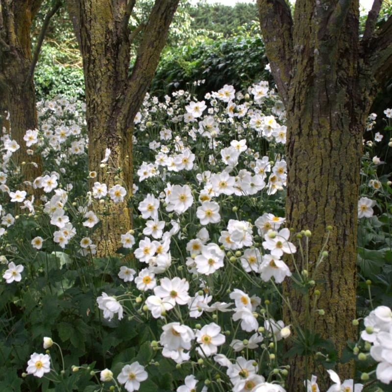 Anemone × hybrida 'Honorine Jobert' - őszi szellőrózsa