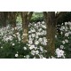 Anemone × hybrida 'Honorine Jobert' - őszi szellőrózsa