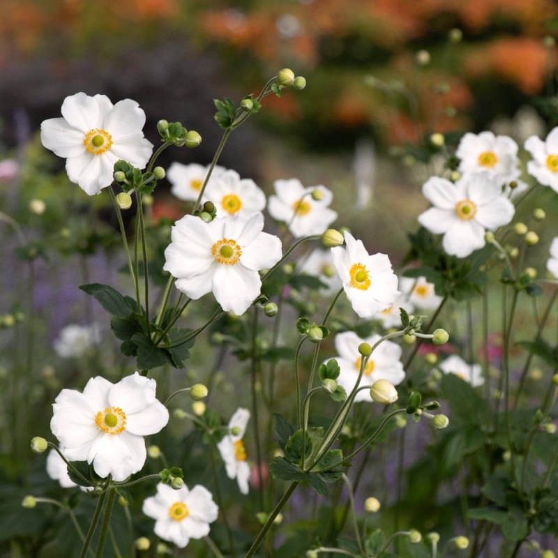 Anemone × hybrida 'Honorine Jobert' - őszi szellőrózsa