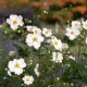 Anemone × hybrida 'Honorine Jobert' - őszi szellőrózsa
