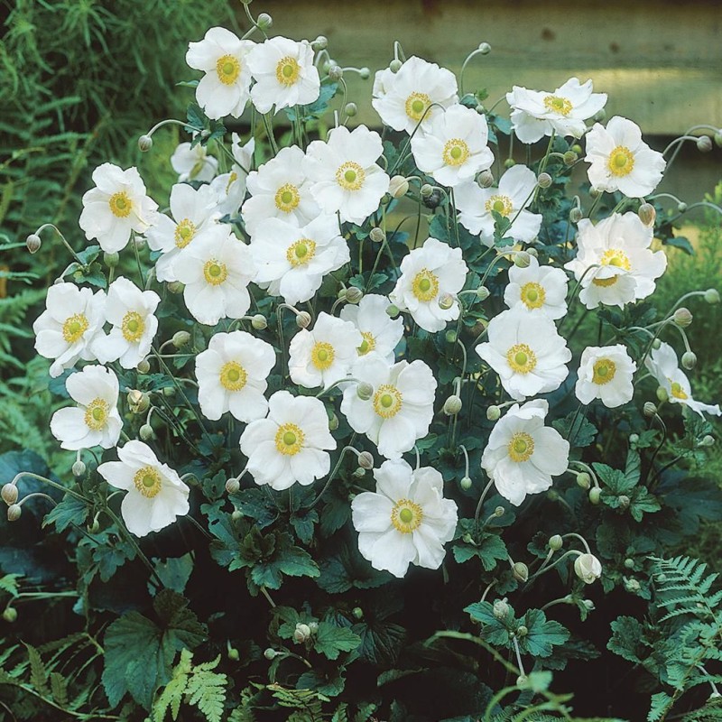 Anemone × hybrida 'Honorine Jobert' - őszi szellőrózsa
