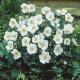 Anemone × hybrida 'Honorine Jobert' - őszi szellőrózsa