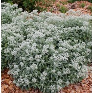 Anaphalis triplinervis 'Silver Wave' – Ezüstös gyöngykosárka