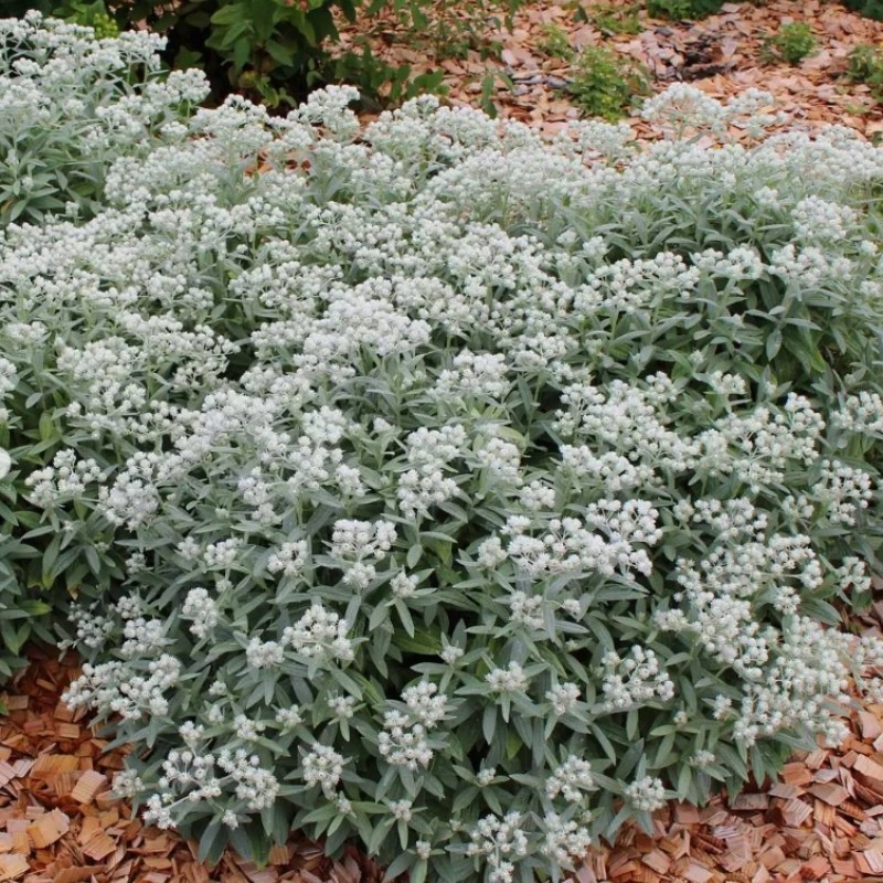 Anaphalis triplinervis 'Silver Wave' – Ezüstös gyöngykosárka