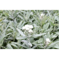 Anaphalis triplinervis 'Silver Wave' – Ezüstös gyöngykosárka