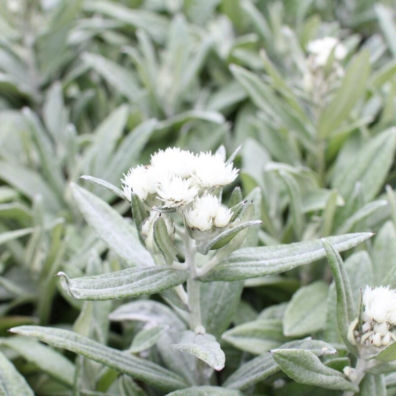 Anaphalis triplinervis 'Silver Wave' – Ezüstös gyöngykosárka