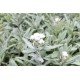 Anaphalis triplinervis 'Silver Wave' – Ezüstös gyöngykosárka