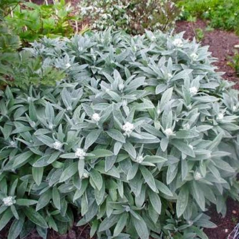 Anaphalis triplinervis 'Silver Wave' – Ezüstös gyöngykosárka