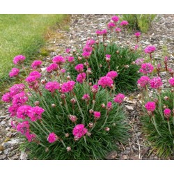 Armeria maritima ‘Armada Pink’ – tengerparti pázsitszegfű