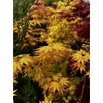 Acer palmatum Orange Dream - Japán juhar