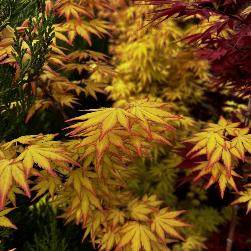 Acer palmatum Orange Dream - Japán juhar