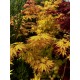 Acer palmatum Orange Dream - Japán juhar