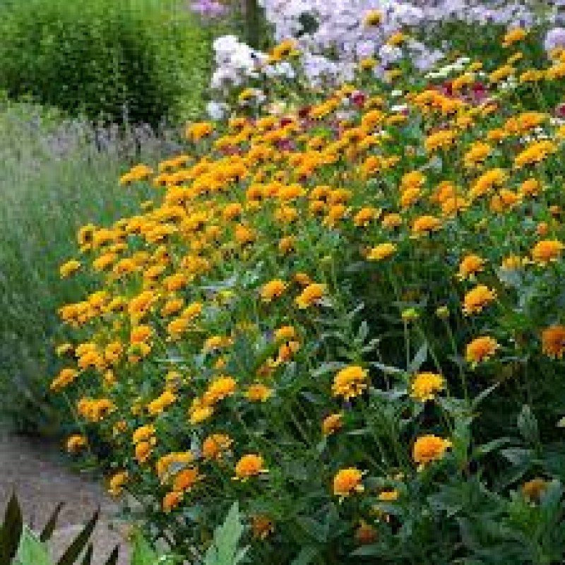 Heliopsis helianthoides ‘Asahi’ -  érdes napszemvirág