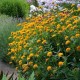 Heliopsis helianthoides ‘Asahi’ -  érdes napszemvirág