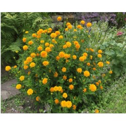 Heliopsis helianthoides ‘Asahi’ -  érdes napszemvirág