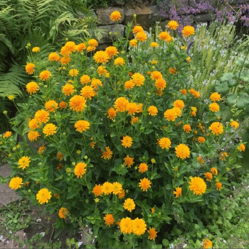 Heliopsis helianthoides ‘Asahi’ -  érdes napszemvirág