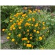 Heliopsis helianthoides ‘Asahi’ -  érdes napszemvirág