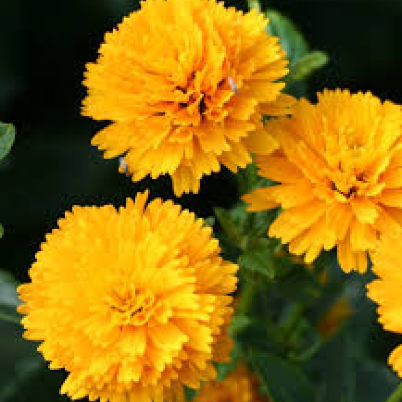 Heliopsis helianthoides ‘Asahi’ -  érdes napszemvirág