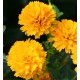 Heliopsis helianthoides ‘Asahi’ -  érdes napszemvirág