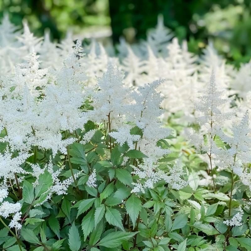 Astilbe x arendsii ‘Astary White’ - fehér tollbuga
