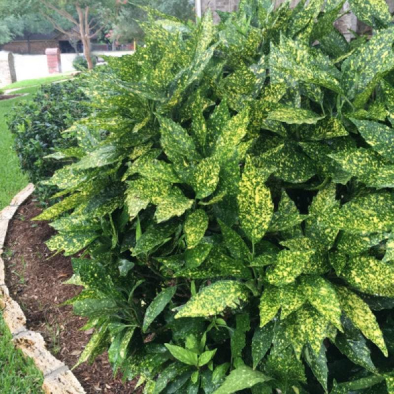 Aucuba japonica 'Variegata' - Tarkalevelű babérsom