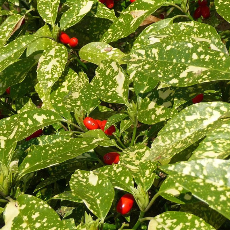 Aucuba japonica 'Variegata' - Tarkalevelű babérsom