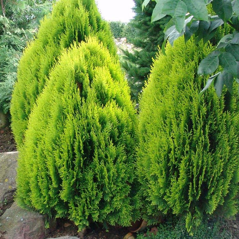 Keleti tuja - Thuja orientalis 'Aurea Nana' C2