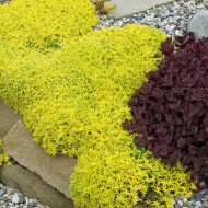 Sedum acre 'Aureum' 