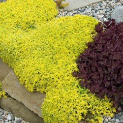 Sedum acre 'Aureum' 