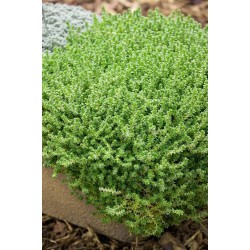 Sedum acre 'Aureum' 