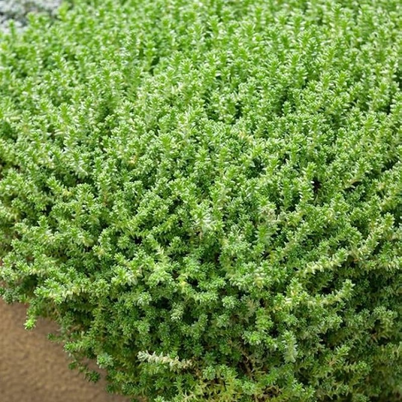 Sedum acre 'Aureum' 