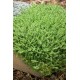 Sedum acre 'Aureum' 