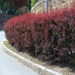 Berberis atropurpurea (japán borbolya)