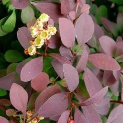 Berberis atropurpurea (japán borbolya)