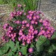 Symphyotrichum novi-belgii ‘Island Bahamas’ – kompakt, rózsaszín évelő őszirózsa