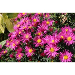 Symphyotrichum novi-belgii ‘Island Bahamas’ – kompakt, rózsaszín évelő őszirózsa