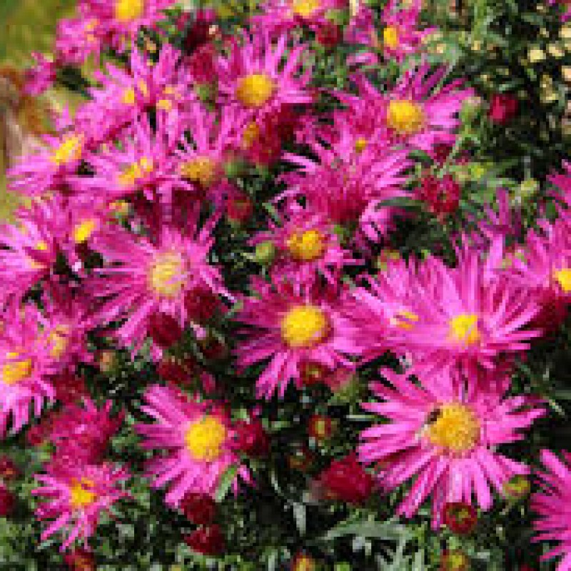 Symphyotrichum novi-belgii ‘Island Bahamas’ – kompakt, rózsaszín évelő őszirózsa