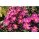 Symphyotrichum novi-belgii ‘Island Bahamas’ – kompakt, rózsaszín évelő őszirózsa